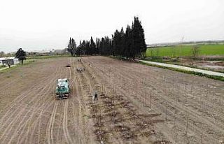 Manisa’nın akciğerlerini büyükşehir yetiştiriyor