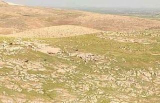 Mardin’de kuyuya düşen inek itfaiye ekipleri tarafından...