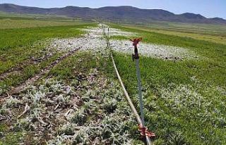 Mardin’de Nisan ayında sulanan araziler buz tuttu