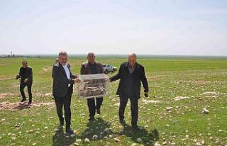 Mardinli iş adamı süne ile mücadele için 300...