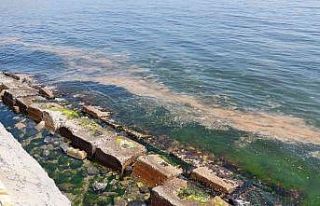 Marmara Denizi yine turuncuya büründü: Bu kez denizanaları...