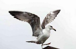 Martıdan kartal pozu