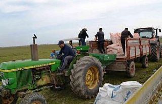 Mera alanlarında gübreleme başladı