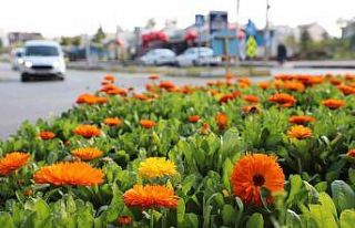 Mersin’de 3 ayda 197 bin bitki toprakla buluşturuldu