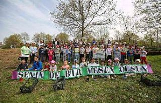 Meşe palamutlarını fidana dönüştürüp toprağa...