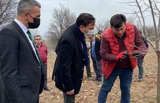 Meyve ağaçlarında budama eğitimi düzenlendi