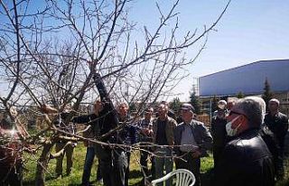 Meyve bahçe tesisi ve budama eğitimi