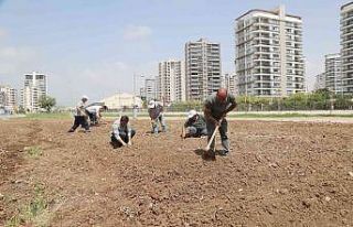 Mezitli’de ihtiyaç sahipleri için sebze bahçesi