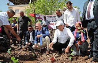 Mezitlili kadınlar aronya üretimi için ilk fidanları...