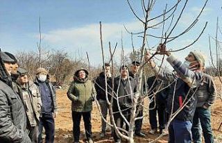 Mihalıççık’ta üreticilere budama eğitimi