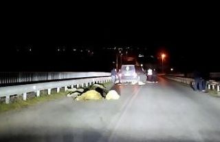 Minibüs, 100 koyunun arasına daldı 11’i telef...