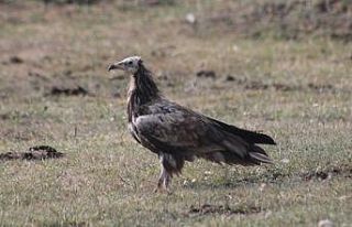 Mısır Akbabası Bayburt’ta yiyecek ararken görüldü