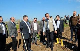 Mudanya’da ilek incir dikimi yapıldı