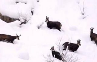 Muhteşem manzarada dağ keçileri böyle görüntülendi