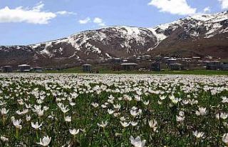 Muş Ovası beyaz gelinliğini giydi