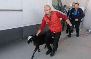 Müşteri bekledikleri dükkana 2 keçi gelince şaşkına...