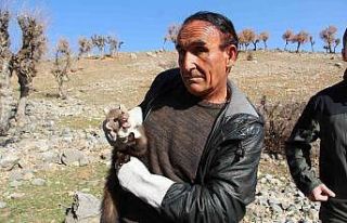 Nesli tehlike altında olan gelinciğin bakımını...