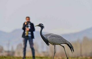 Nesli tükenmekte olan telli turnalar Erciş sahiline...