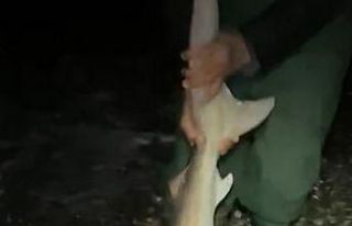 Oltalarına ikinci kez takılan köpekbalığını...