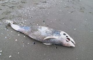 Ölü yunus karaya vurdu