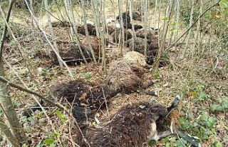 Önce bir koyun sonra sürünün tamamı atladı,...