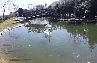Ördekli Parktaki ördekler ve kuğular ölmeye başladı