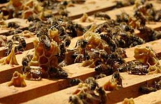 Ordu’da arı ölümleri arttı