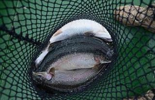 Ordu’da üretilen kültür balıkları Rusya ve...