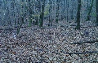 Ormanya’nın yaban hayatı foto kapanlara yansıdı