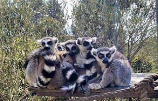 Ortalarına aldıkları yavruları korumak için durdukları...