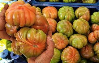 Örtü altında köy domatesinde hasat başladı