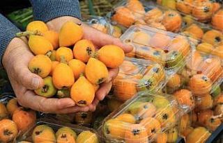 Örtü altında “yenidünya” hasadı başladı......