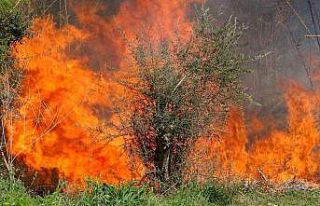 Osmaniye’de orman yangını