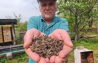 (Özel) Bursa’da arı faciası...Yüzlerce kovan...