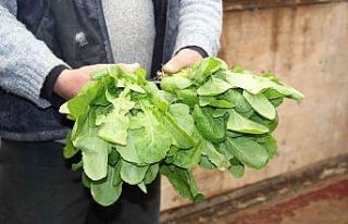 (ÖZEL) Eskişehir’de üretilen yeşillikler İstanbul...