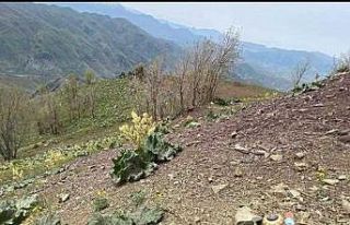 Pençe Kilit Operasyonu’nda 26 terörist etkisiz...