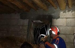 Pencere korkuluklarına sıkışan köpeği AFAD kurtardı