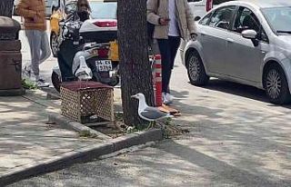Pendik’te kaldırıma yuva yapan martı için ekipler...