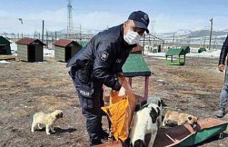 Polis ekipleri sokak hayvanlarını unutmadı