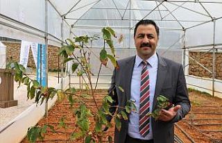 Prof. Dr. Ekrem Kalan: “Kahve Alanya’dan gelecek”