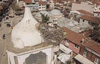 Saat kulesinin leylek çifti yuvasına döndü