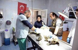 Sahipsiz hayvanlar kısırlaştırıyor