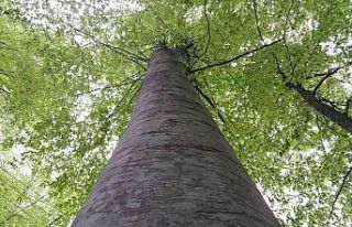 Samsun’a 82 proje ile 98 milyon TL’lik orman yatırımı