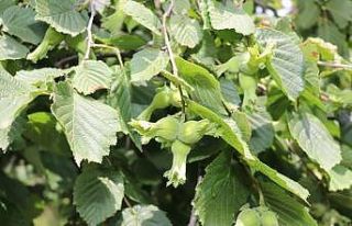 Samsun’da fındık üreticisine 84 milyon TL destek