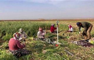 Şanlıurfa’da sarımsak alternatif ürün oldu