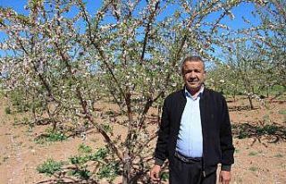 Şanlıurfalı çiftçinin yüzü badem geliriyle...