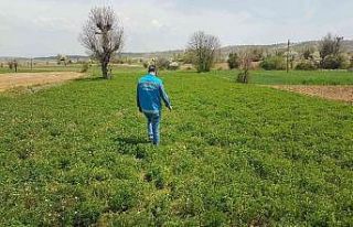 Şaphane’de yem bitkisi ekili alanlarda hastalık...