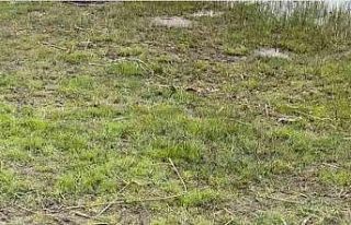 Şehir magandaları piknik masasını yaktı