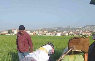 Selendi’de tütün üreticisinin tatlı telaşı...