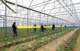 Sera zararlılarının önlenmesi için 450 üreticiye...